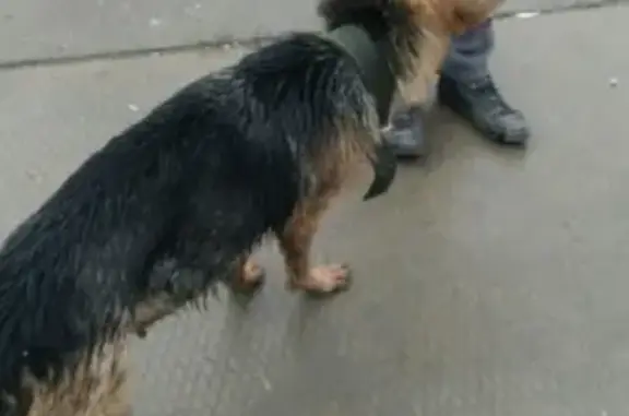 Собака с ошейником найдена в р-не завода Алюком в Чите