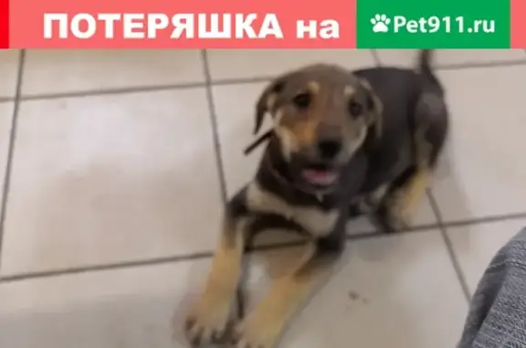 Найден щенок на Осетинской 5, Самара