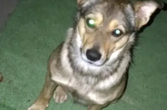 Пропала собака в Ялте, вознаграждение за находку