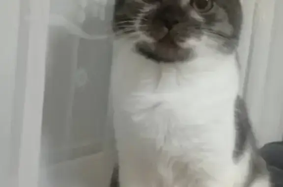 Объявления о пропавших и найденных животных, Киров, фото: Пропал кот в саду Бетонщик, Россия, Киров