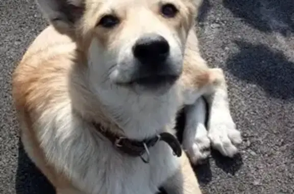 Найденные животные Новосибирск, фото: Собака с коротким хвостом найдена в Заельцовском р-не, Новосибирск.