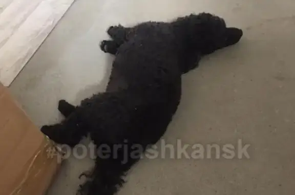 Пропала собака Боня в Мкрн. Весенний, Новосибирск