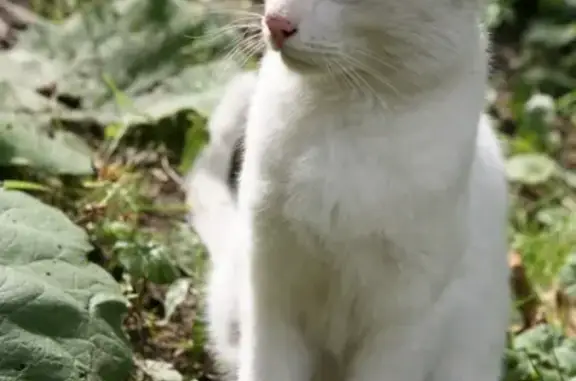 Найден белый кот, СПб, Московский район, м. Московская