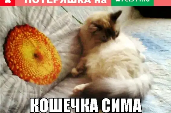 Кошки потеряшки, Шенкурск, фото: Потеряшка кошка в Шенкурске, Архангельская область