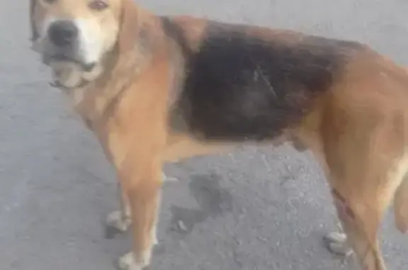 Найдена собака в Челябинске с ранами и опухолью.