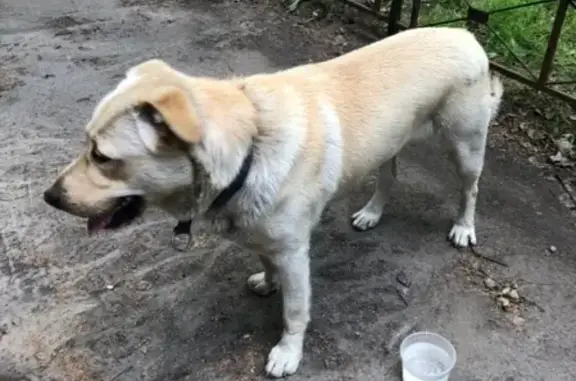 Найдена собака на ул. Матроса Железняка