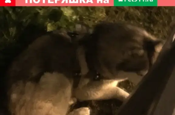 Найдена собака на Ригачина 46А