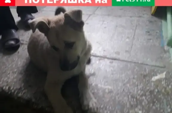 Найден щенок на пр. Октября 11 в Уфе