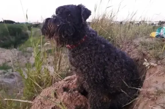 Пропала собака Айза в Ханты-Мансийске