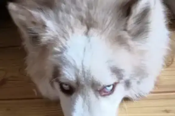 Потерянные животные Томск, фото: Пропала хаски в Томске, район Каштака