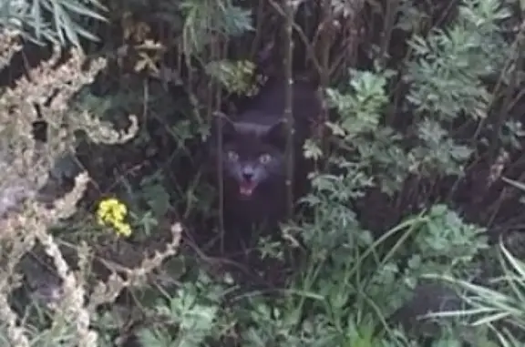 Найдена кошка в Ачинске, возможно потерянная во время взрывов