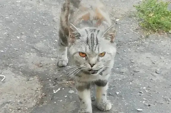 Найдена породистая кошка в Автозаводском районе, ищем хозяина.