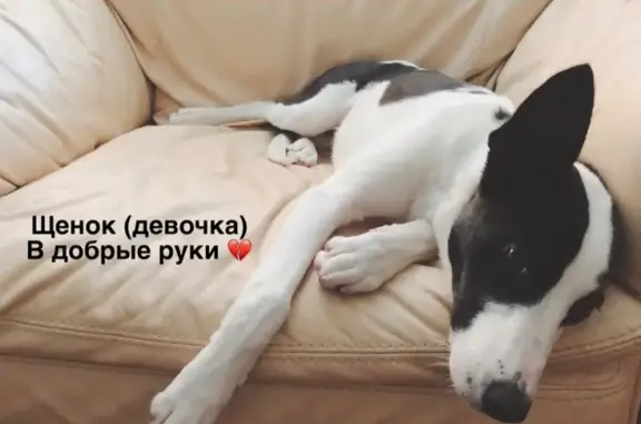 Найдена собака в Екатеринбурге - срочно ищет дом!