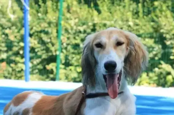 Пропала собака Гера в Москве, Лосином острове, возле конного двора