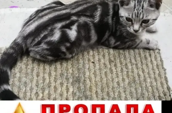Объявления о пропавших и найденных животных, Москва, фото: Пропала кошка на Поречной 31к1