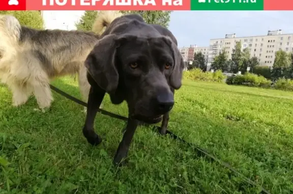 Собака найдена на Ленинском проспекте, Красносельский р-он, СПБ