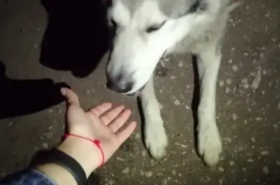 Найдена собака в Пензенской области - помесь хаски и лайки!