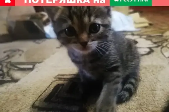 Пропала кошка в Семёнове, Нижегородская область