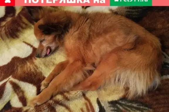 Собаки потеряшки, Санкт-Петербург, фото: Потеряшка собака в ЛО - Назия, рыжий той терьер, слепой и инвалид.