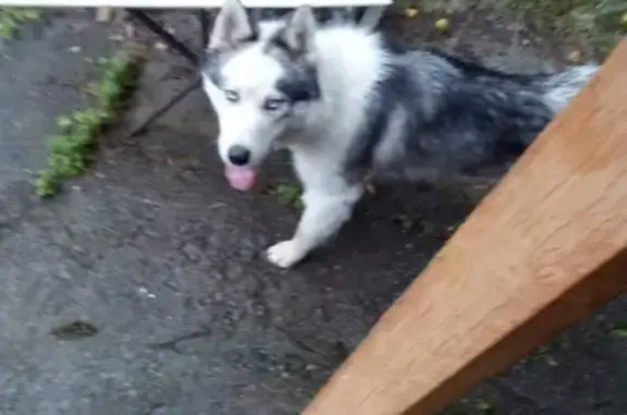 Собака с ошейником найдена в саду Бутаки, Челябинск