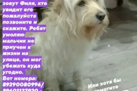 Пропала собака на ул. Деповская, Россошь - помогите найти!