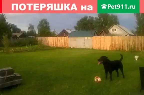 Пропала собака на ул. Планировочная, Рыбинск
