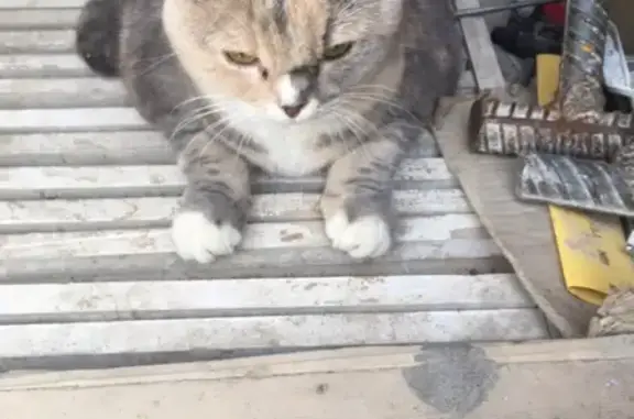 Найдена кошка в Красносельском районе СПб