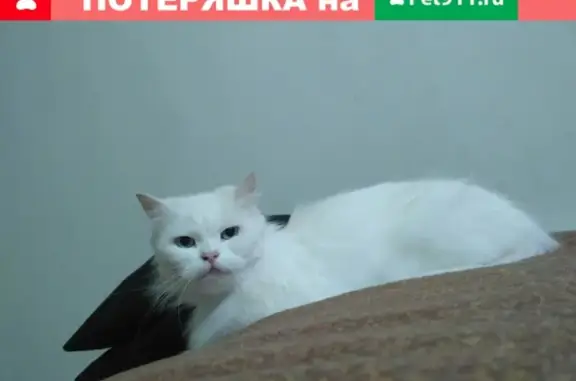 Найден белый кот на Советской в Чебоксарах