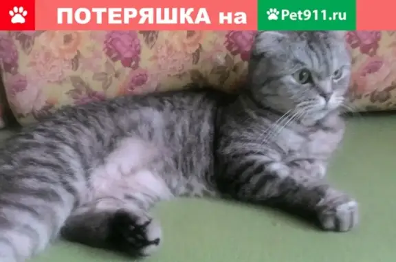 Пропала кошка на ул. Яна Крастыня 4г, г. Йошкар-Ола