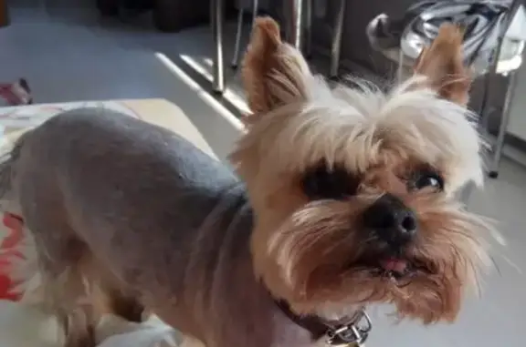 Собаки потеряшки, Москва, фото: Потеряшка Йоркширский терьер в деревне Веледниково, МО, с медальоном Жаник и номером 8-916-529-69-58