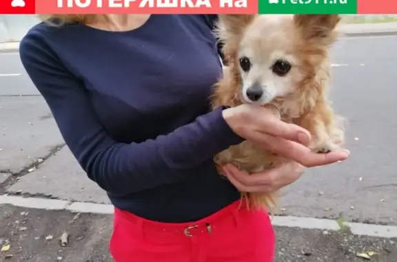 Найдена собака на ул. Радищева, ищем хозяев