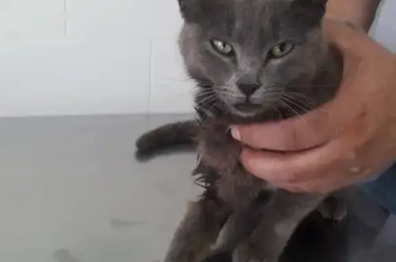 Найдена кошка с травмами на ул. Калинина