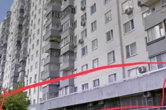 Кошки потеряшки, Москва, фото: Потеряшка кошка на Можайском шоссе 4к1