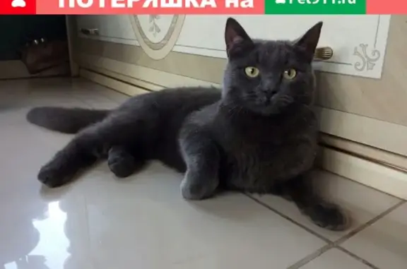 Потерянные животные Курган, фото: Пропала кошка Мася на ул. Омской, 163/13, гостинный дом Русь (Курган)