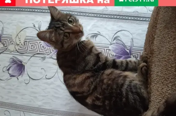 Пропала кошка Барсик в Новокузнецке, вознаграждение гарантирую!