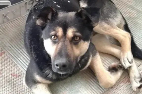 Найдена собака в деревне Мамоново, Калужская область