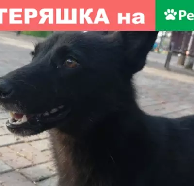 Пропала собака Дружок в Тулуне, Иркутская область
