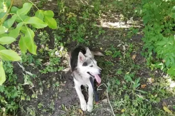 Собака найдена в Белгороде на Раздобаркина