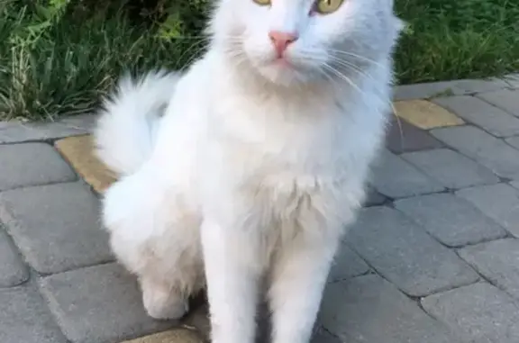 Потерянный кот в Краснодаре, Пашковка