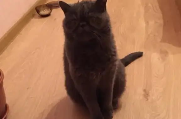 Кошки потеряшки, Приволжское, фото: Потеряшка кот Марик на Дзержинского 7, помогите найти!