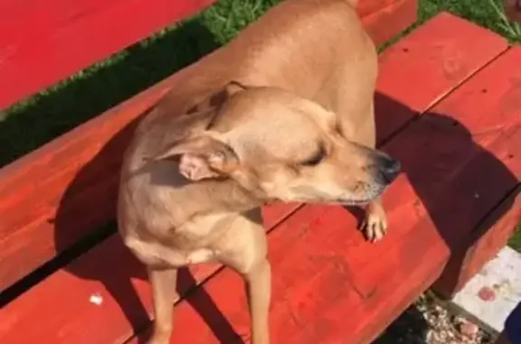Пропала собака Кекс в Панковке, Великий Новгород