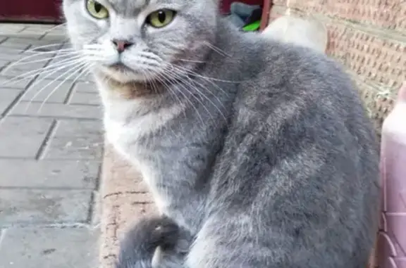 Найдена кошка на улице Фрунзе, ищет дом