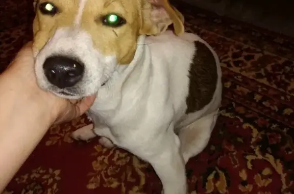 Найден пёс джек рассел терьер в Знаменском, Краснодар.