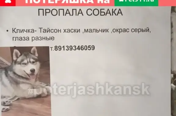 Пропала собака Тайсон на Никитина в Новосибирске