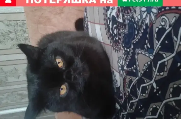 Пропал кот Йети в с. Глебово, Рязанская область