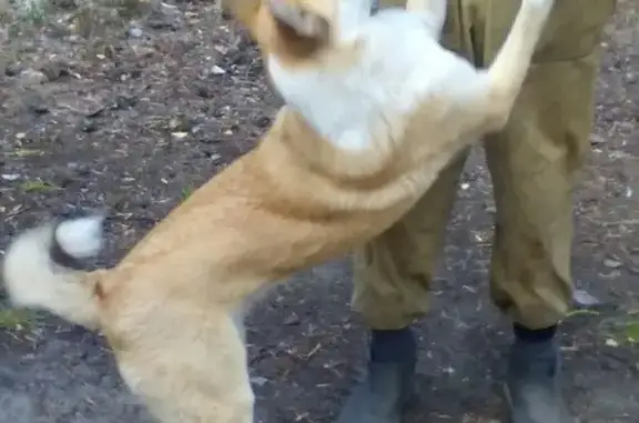 Собаки потеряшки, посёлок городского типа Междуреченск, фото: Потеряшка собака в Междуреченске, ул. Пушкина, 9