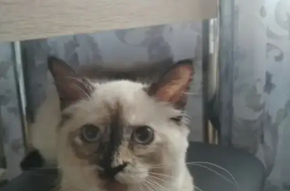 Найдена кошка в Калининском районе СПб