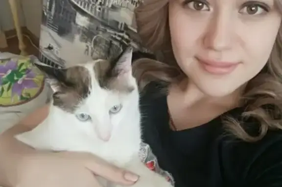 Кошки потеряшки, Вольное, фото: Потеряшка кот Лордик в ДНТ Орбита, вознаграждение за информацию