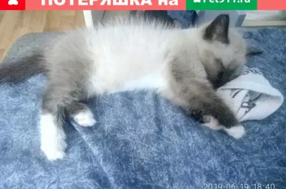 Пропал котенок на Южном, Кемерово