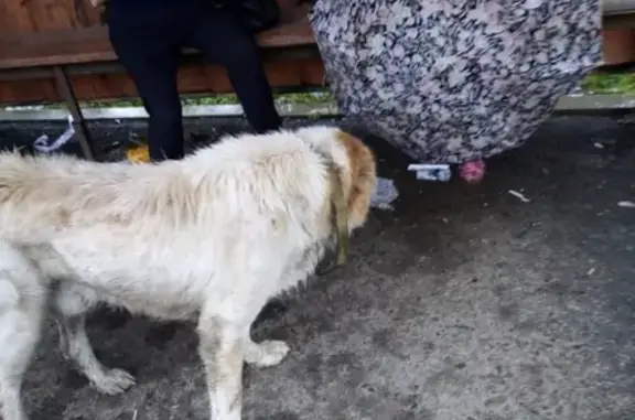 Найдена собака на ул. Космонавтов в Чите